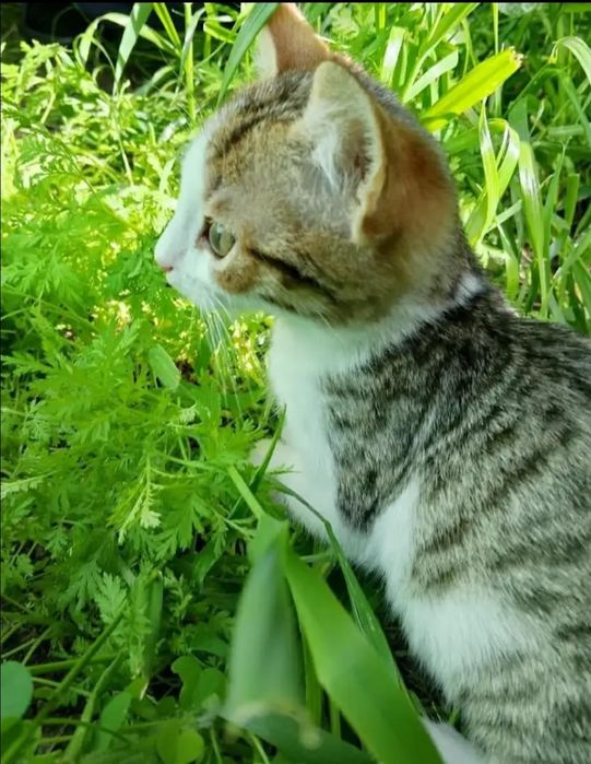 Отдам даром в добрые руки котят