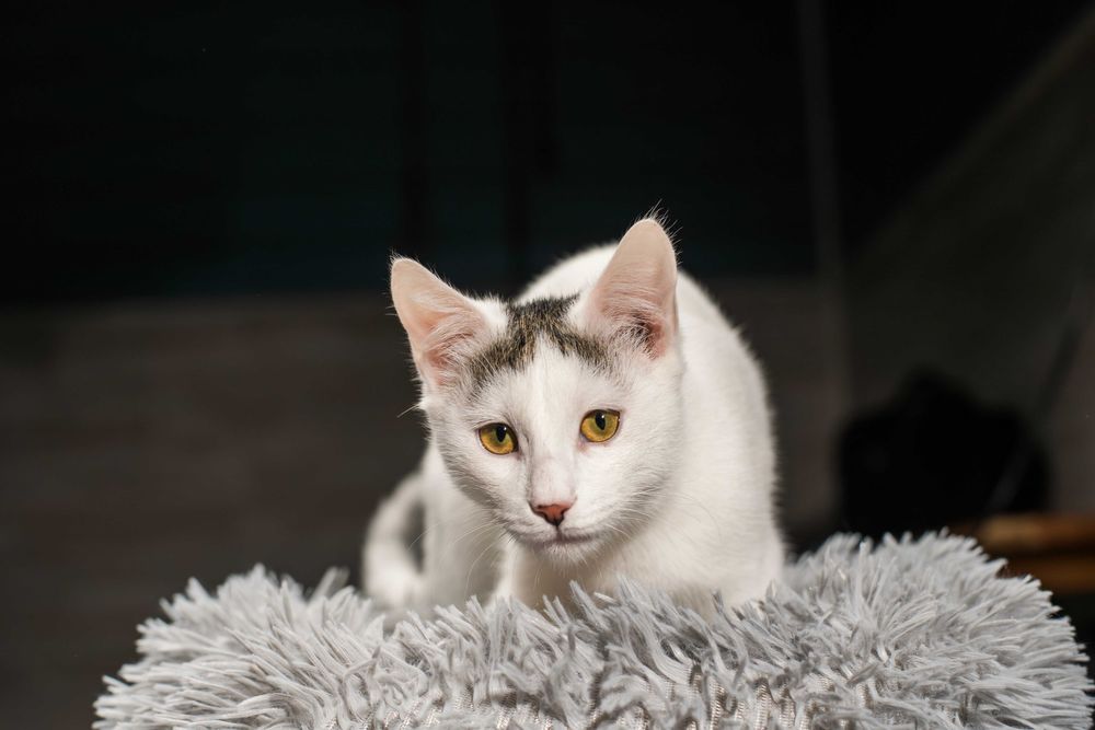 Супер кошенятки в пошуках домівки