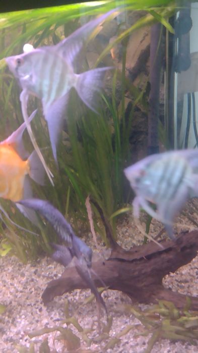 Skalar pinoy zebra blue koi