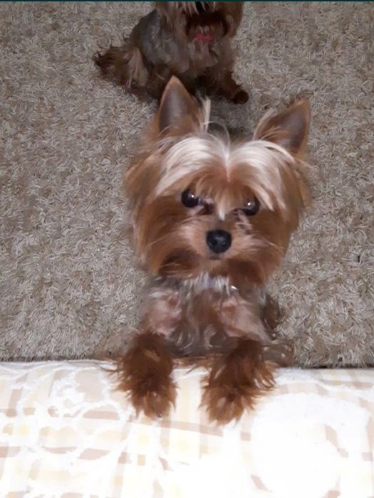 Вязка йоркширського терьєра