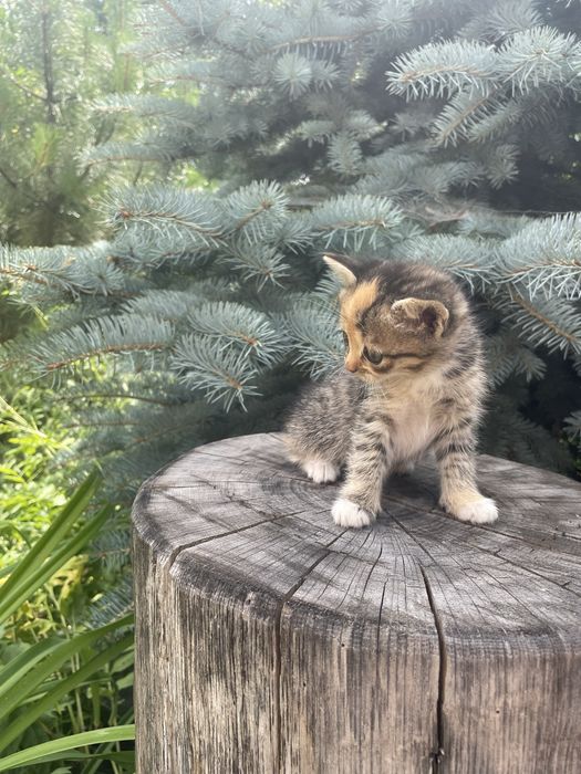 Віддам в добрі руки! Безкоштовно!
