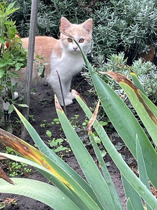SOS! Чудові котики в добрі руки