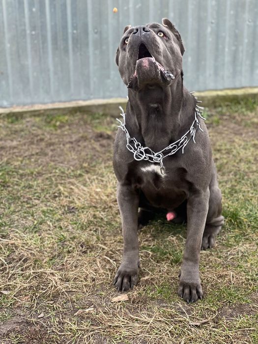 Злучка, кане-корсо кобель  шукає пару.