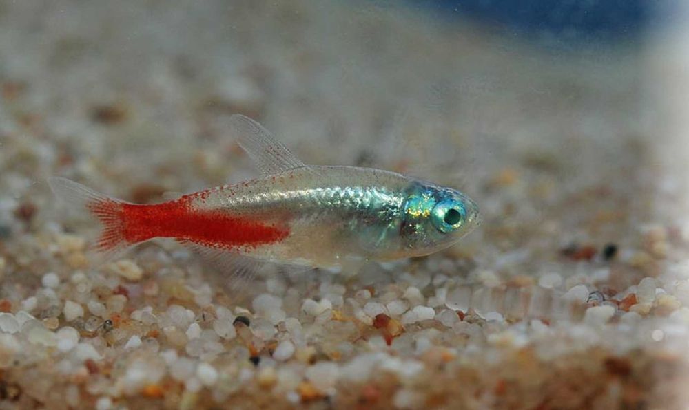 Neon Innesa odmiana DIAMENTOWA - Paracheirodon - Neon diamentowy