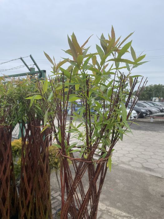 Sprzedam wierzby plecione wysokość 160 cm.  Cena 90 zl