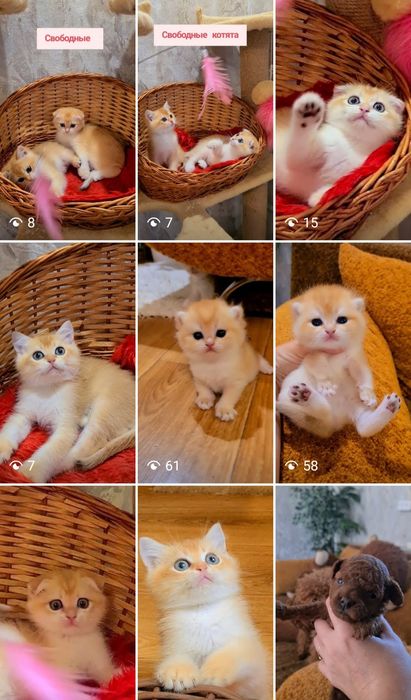 Красивые яркие котята золотая шиншилла