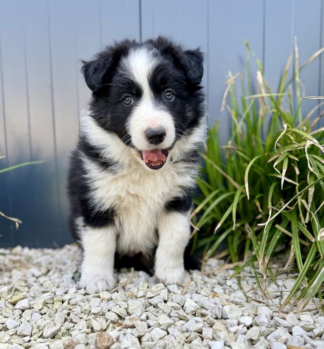 Broder collie szczeniak