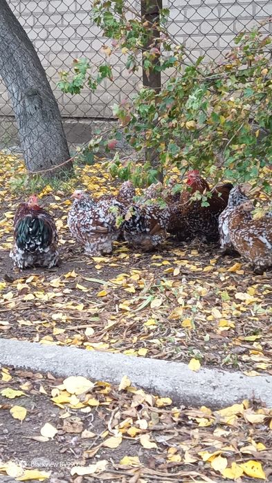 Кохінхін карликовий