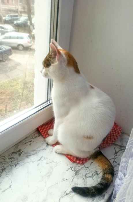 Конфетці потрібен дім