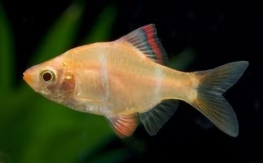 Barbo tigre albino 3 /3,5 cm