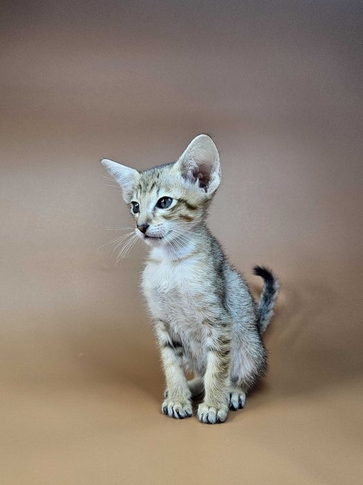 Ориентальный котенок ориентальный мальчик Romulus