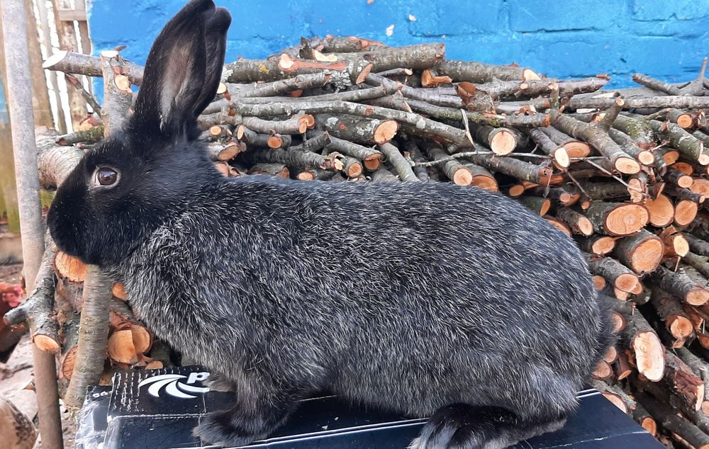 Полтавське срібло