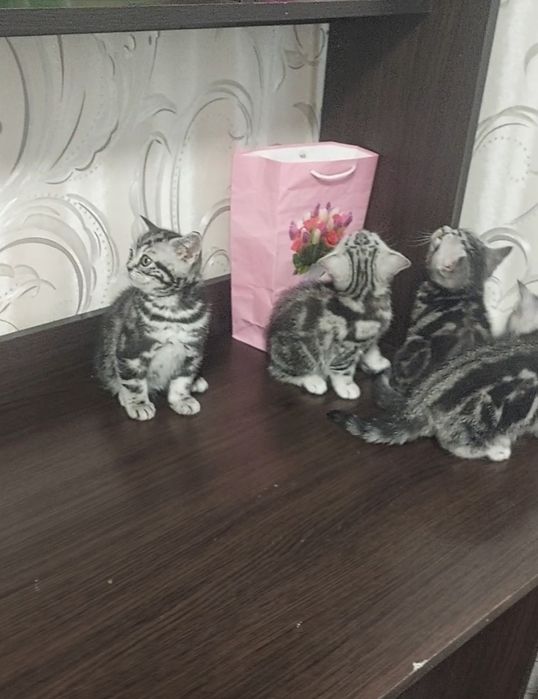 Мармурові кошенята