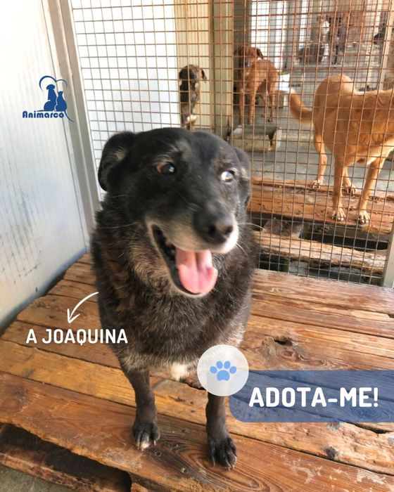 Joaquina - cadela senior para adoção