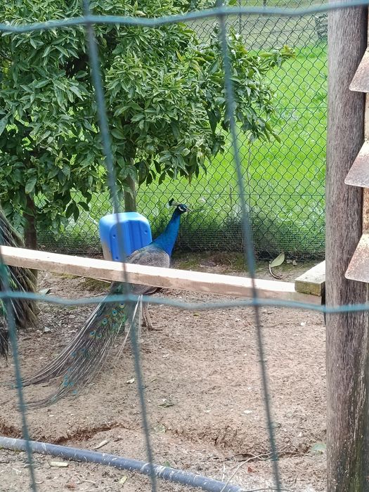 Pavões várias idades