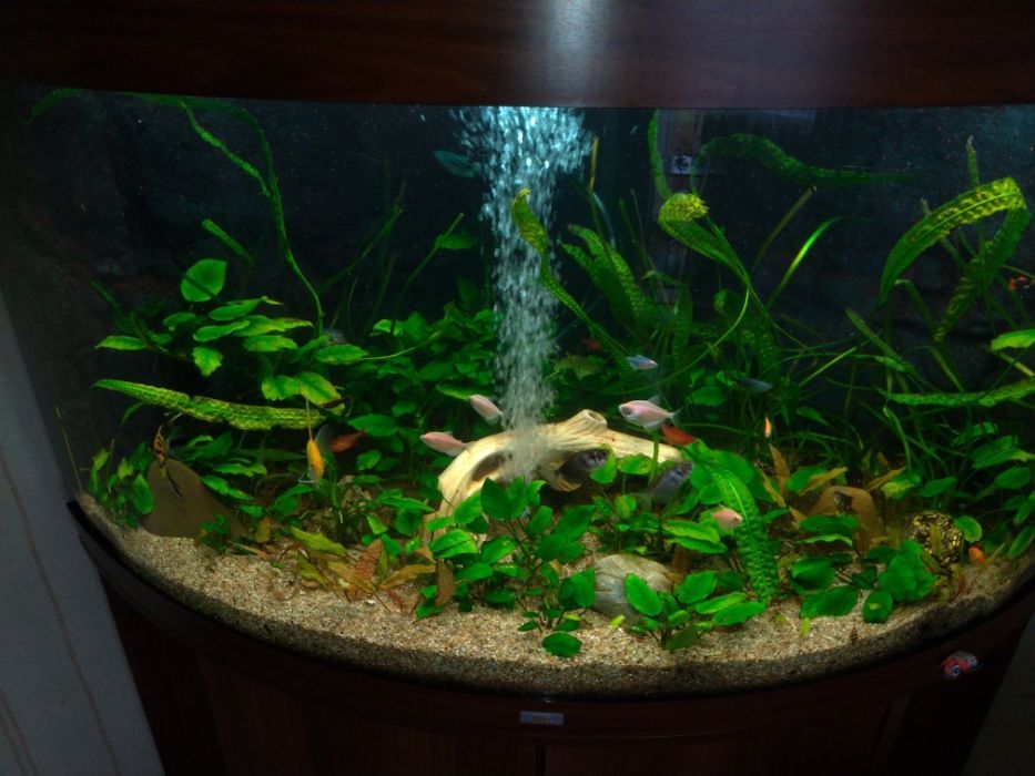 Обслуживание аквариумов, чистка, уход за аквариумом.