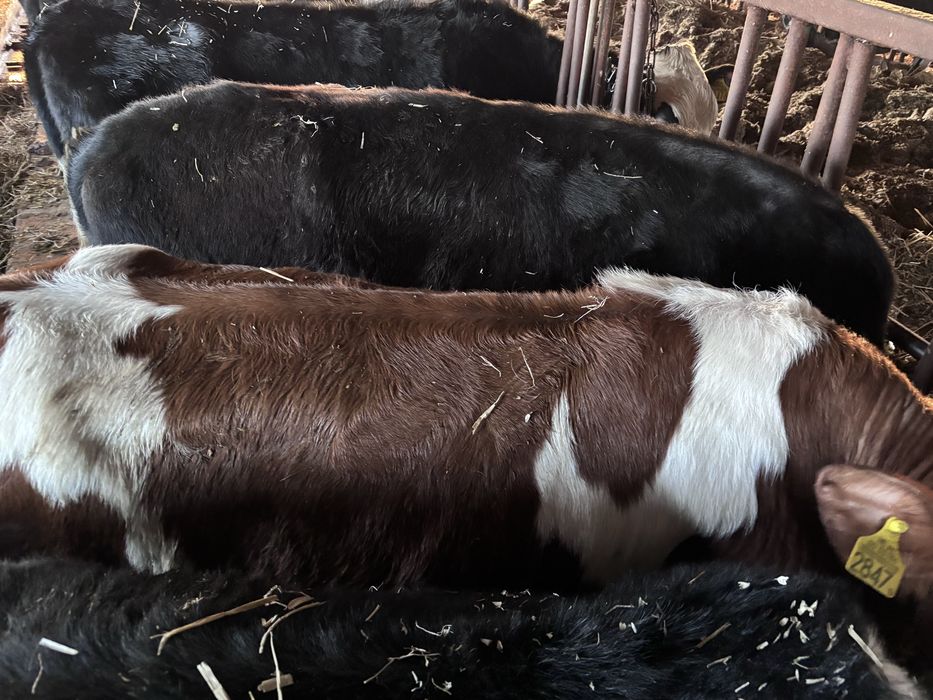 Jałówki mleczne Montbeliarde x HO do zacielenia