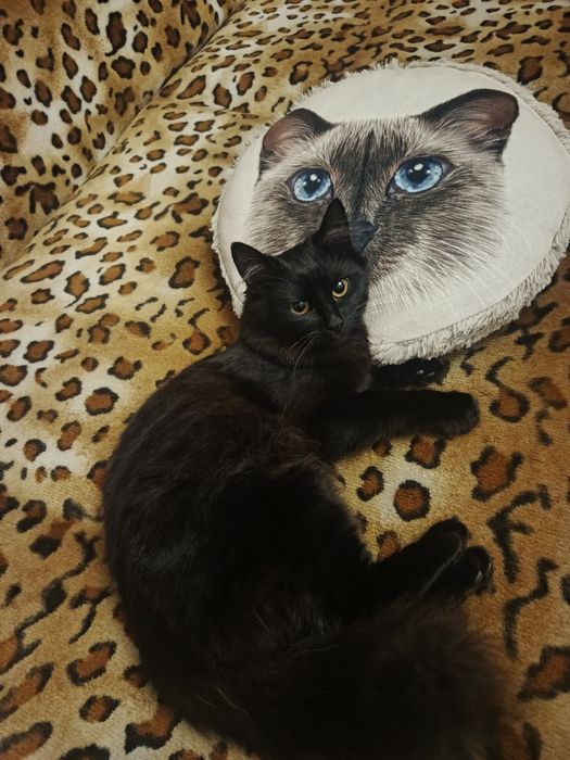 Котёнок бесплатно