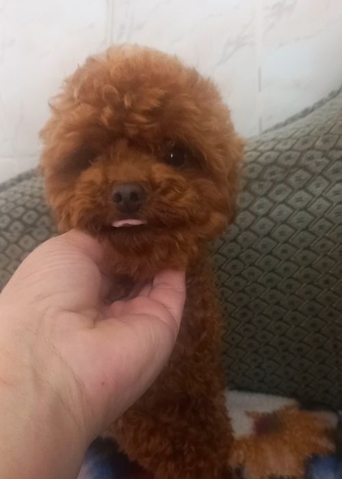 Вязка пудель мини.