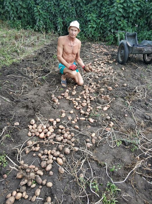 картошка с огорода без химикатов доставка от 30кг