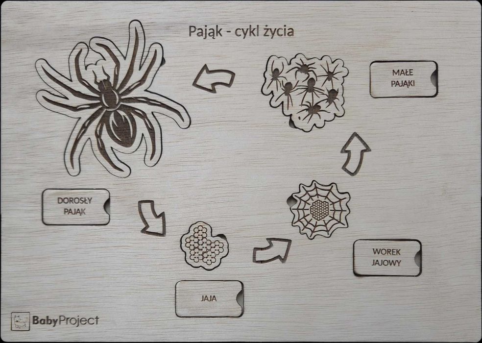 Tablica edukacyjna - puzzle "Cykl życia pająka"