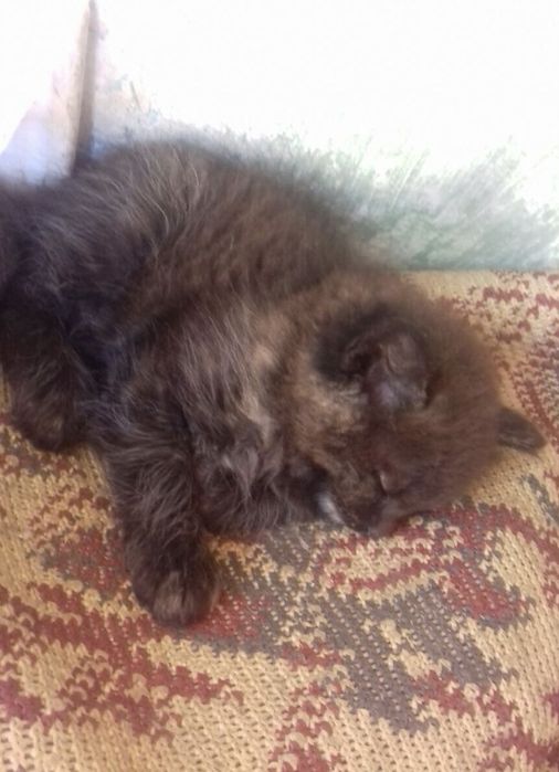 Котенята, котята, котики, кошенята в добрі руки