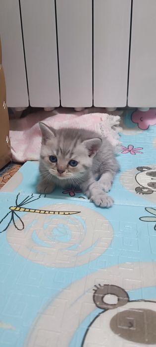 Породисті кошенята