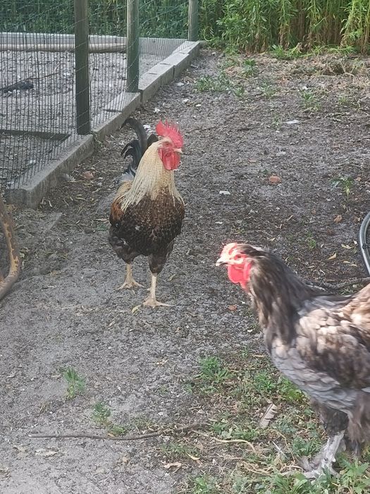 Galos, Sem Raça e Brahma