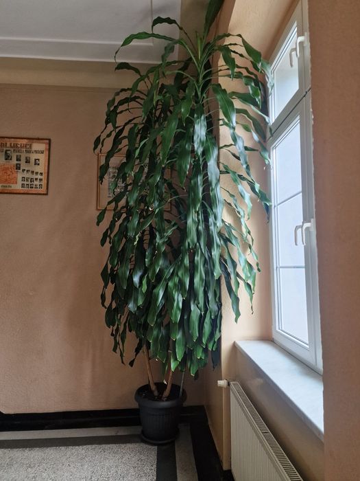 Dracena 3,5 metrowa