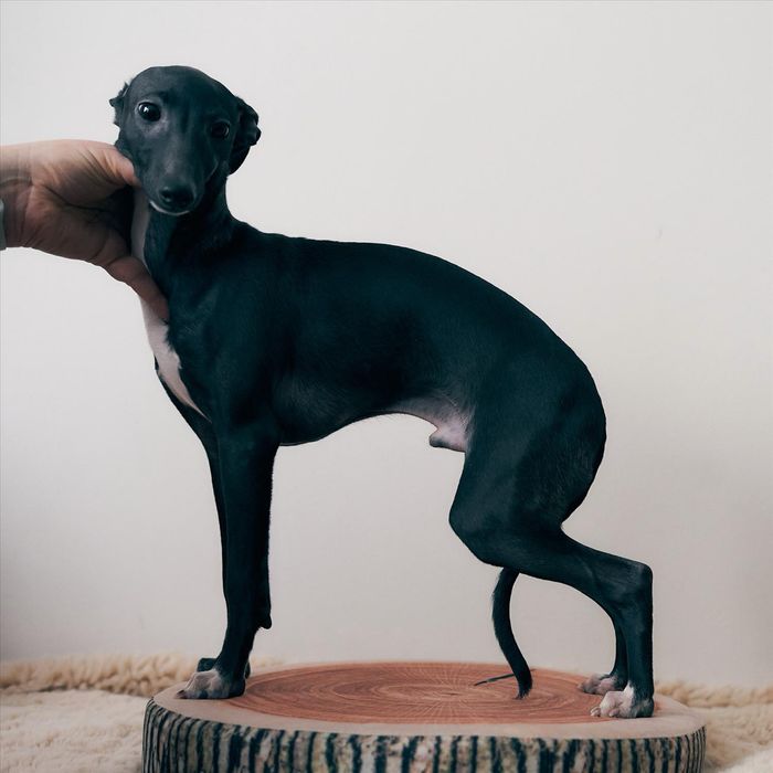 Charcik włoski, piesek, rodowód FCI, warunek hodowlany