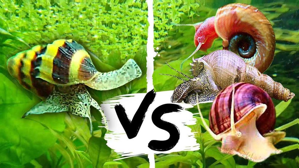 Caracol Helena, caracol assassino