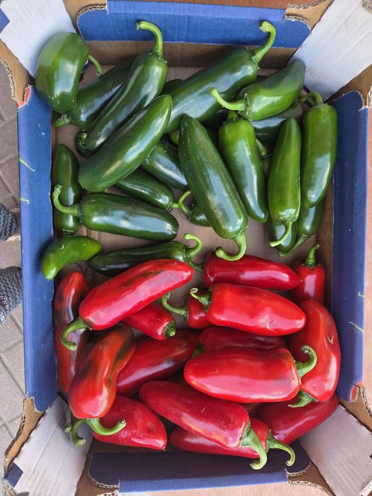5 kg zielone i czerwone Jalapeno