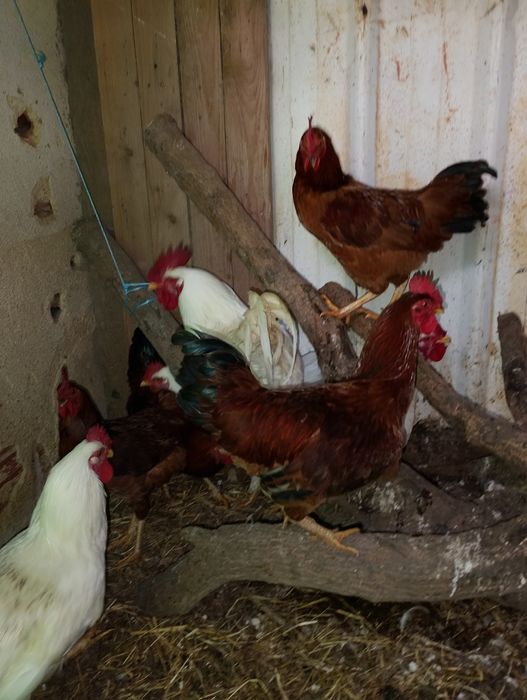 Galos caseiro para venda