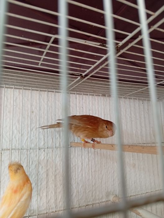Vendo ou troco por machos canario