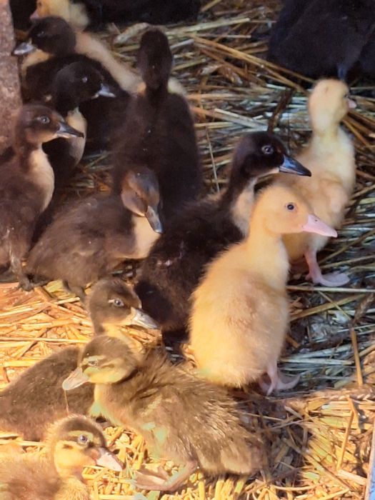 Kaczki pekin ...