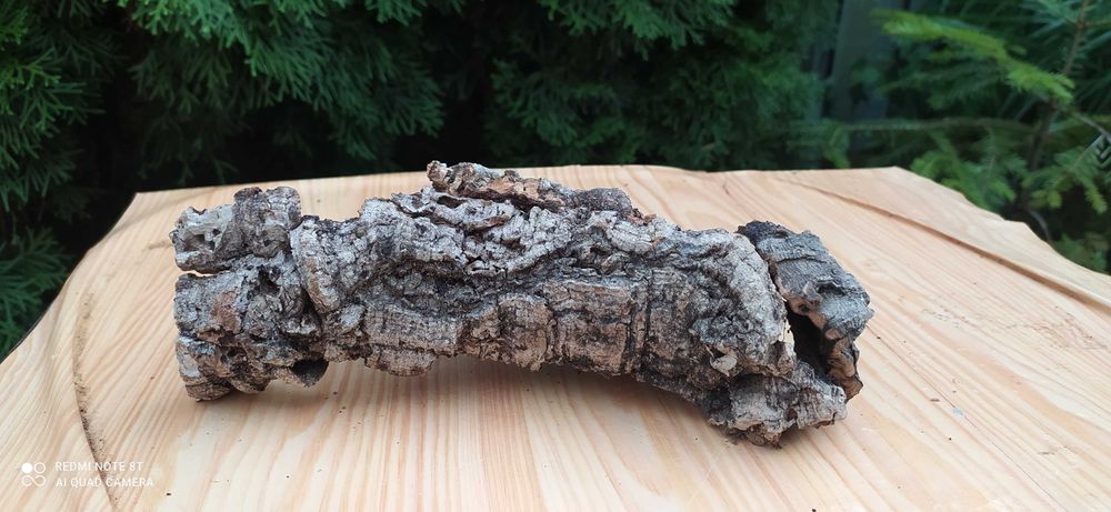 Grota z pożytecznego debu korkowego 22x8x7 cm