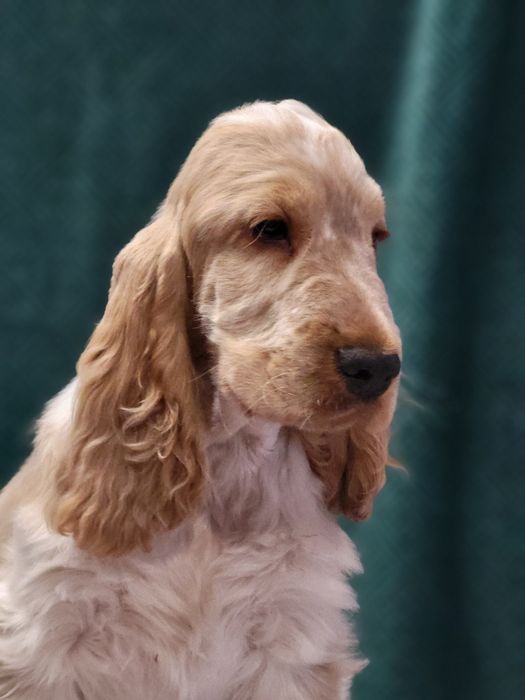 Cocker Spaniel Angielski FCI