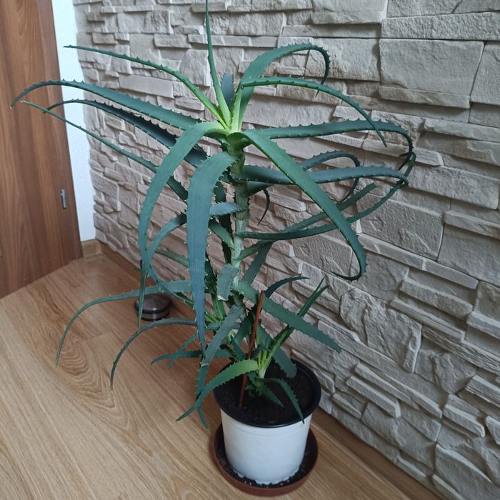 Aloes drzewiasty duży