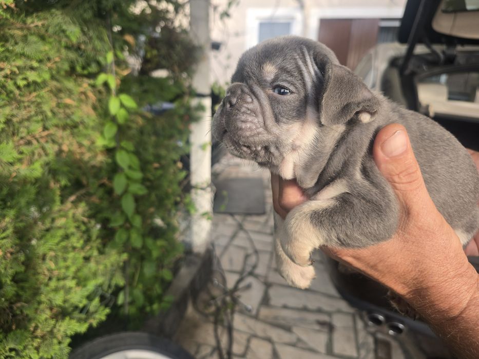 Buldogue Francês macho de cor rarro isabella lindo