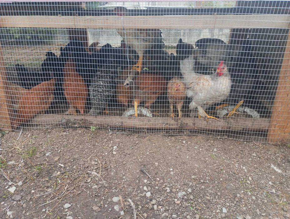 Продам Молоді кури.