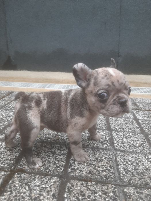Buldog Francês Isabella Merlle