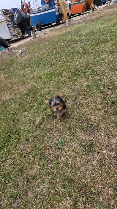 Yorkhire terrier fêmea mini
