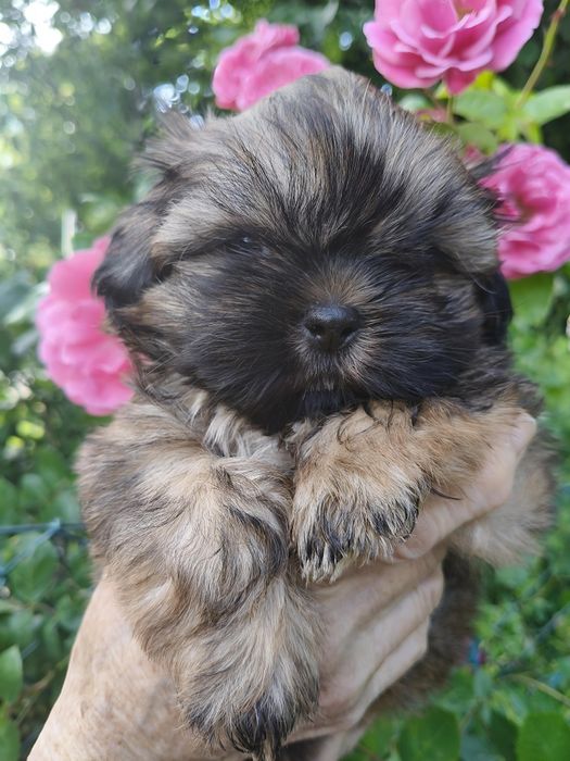 Shih tzu piesek FCI malutki