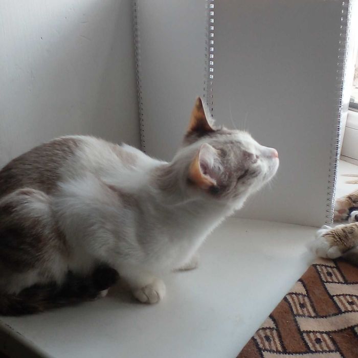 Кошечка ищет семью