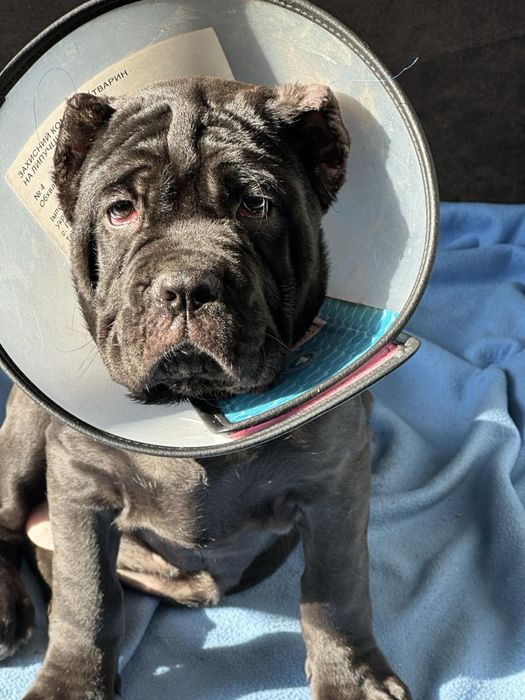 Щенки Кане Корсо