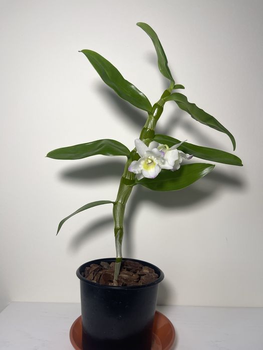 Дендробіум нобіле