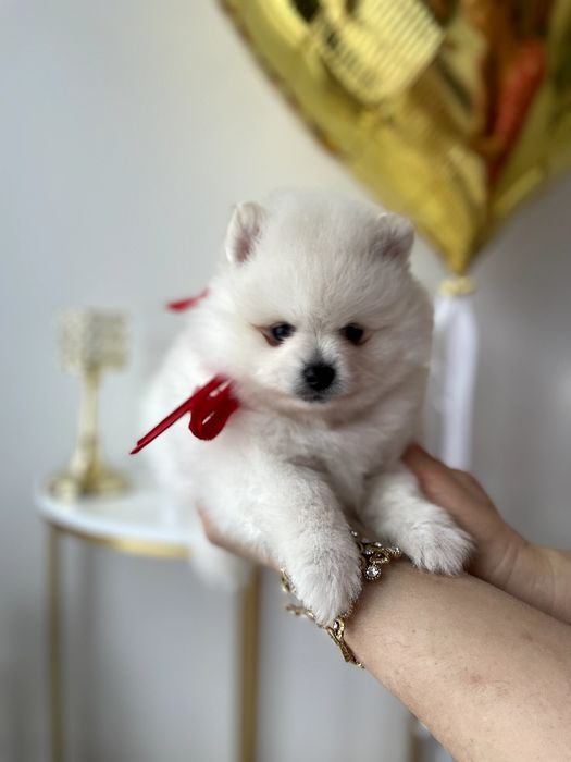 Померанські шпіци — Гарантовано закохаєтесь з першого погляду