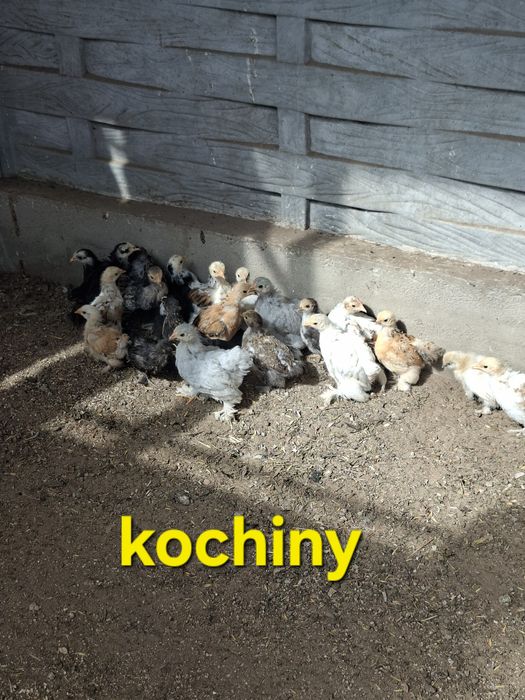Bażanta i kurczaki ozdobne