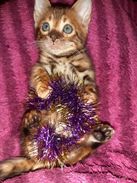 Новорічні бенгальчики в яскравих шубках. Всі BENn24