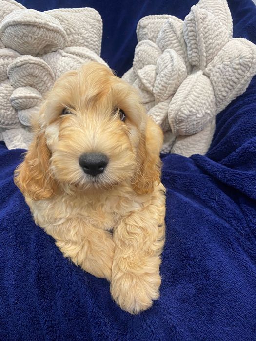 Sprzedam piękne cockapoo